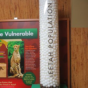 Cheetah Conservation Outpost - Educational Display