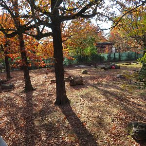 Mixed African Yard (3 spp)