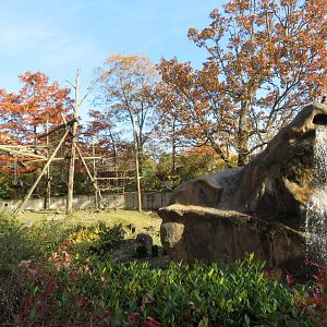 Spider Monkey Exhibit