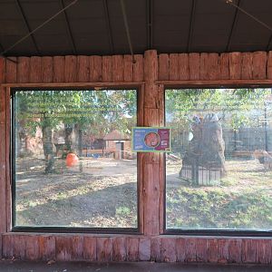 Lion Exhibit