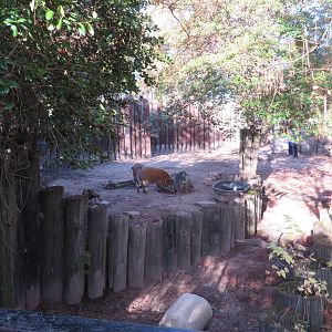 Red River Hog Exhibit