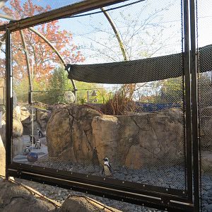 African Penguin Exhibit
