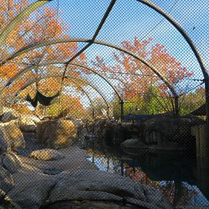 African Penguin Exhibit