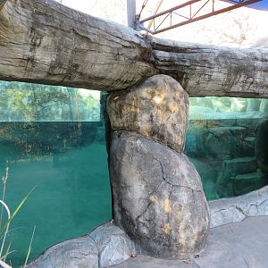 African Penguin Exhibit