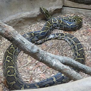 Burmese Python