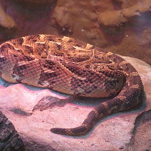 Puff Adder
