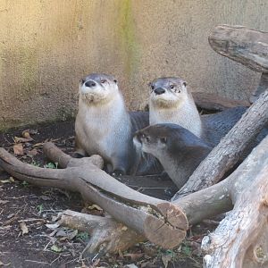 North American River Otters