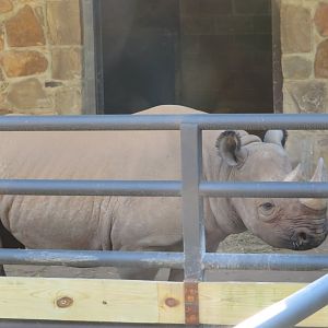 Black Rhinoceros
