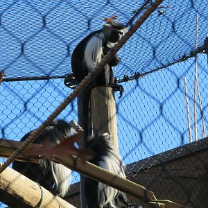 Angolan Colobuses