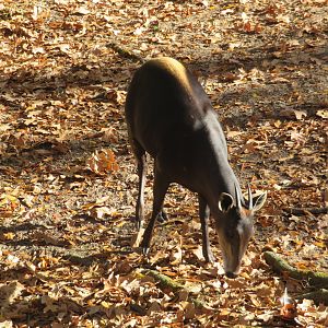 Yellow-backed Duiker