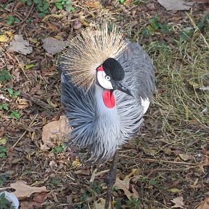 Gray Crowned Crane