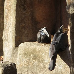 Abyssinian Ground Hornbills
