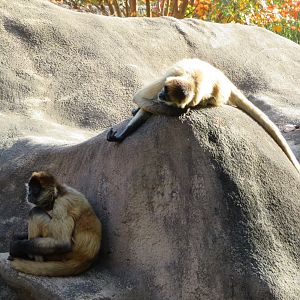 Geoffroy's Spider Monkeys