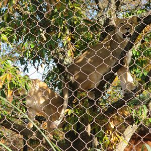 Lionesses in Tree