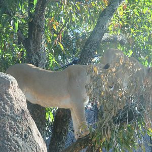 Lionesses in Tree