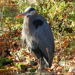 Great Blue Heron (Wild)