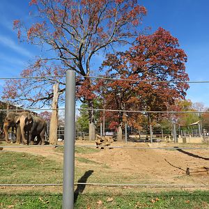 Asian Elephant Exhibit