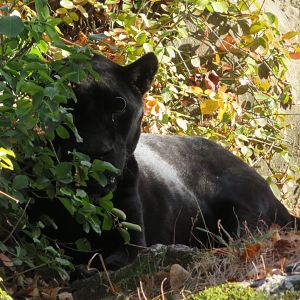 Black Jaguar