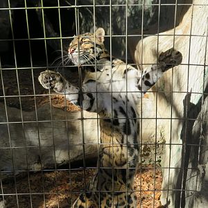 Clouded Leopard