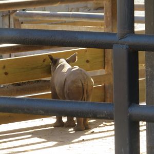 Black Rhino Calf