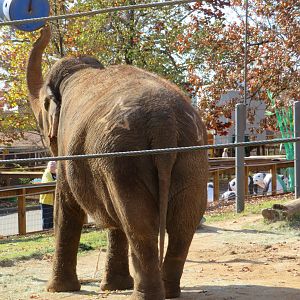 Former Circus Elephant