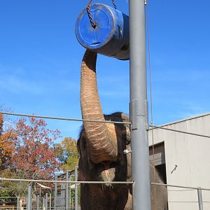 Asian Elephant Feeding