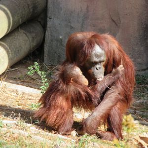 Bornean Orangutans