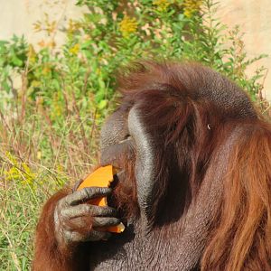 Male Bornean Orangutan