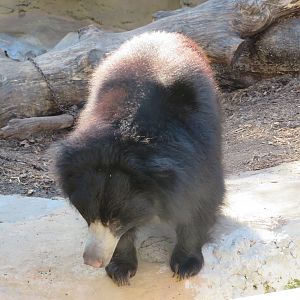 Sloth Bear