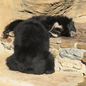 Sloth Bears