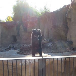 Sloth Bear on Hind Legs