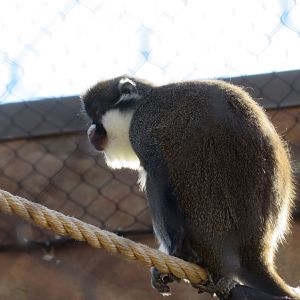 Lesser Spot-nosed Guenon