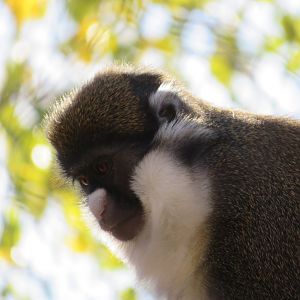 Lesser Spot-nosed Guenon