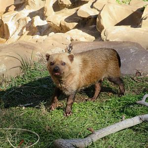 Bush Dog