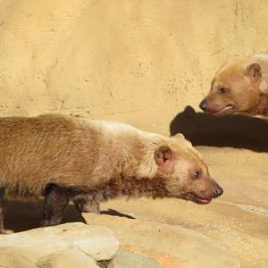 Bush Dogs
