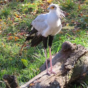 Secretarybird