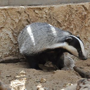 Caucasian badger / Meles canescens at Abu Kabir University Zoo