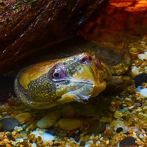 Asian big-headed turtle (Platysternon megacephalum)