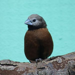 Grey-crowned munia - Lonchura nevermanni
