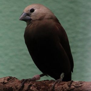 White-headed munia - Lonchura maja