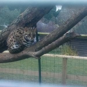 Leopard Cat 11 December 2021
