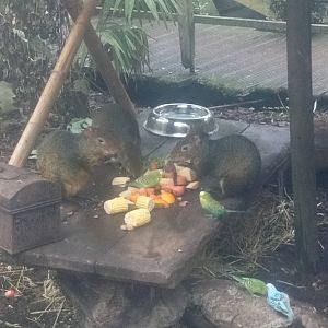 Agouti lunch 11/12/21