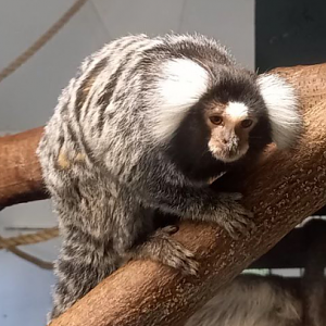 Common marmoset