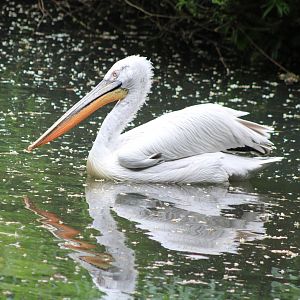 Dalmatian pelican