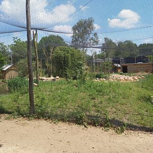 South American aviary