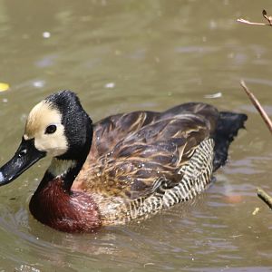White-faced whistling duck
