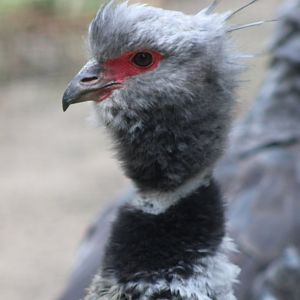 Southern screamer