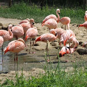 Chilean flamingos