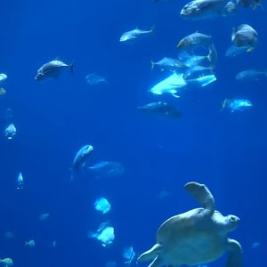 White Zebra Shark in Ocean Voyager