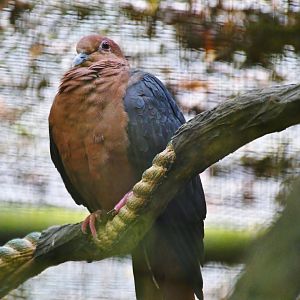 Western Bronze-naped Pigeon (Columba iriditorques)